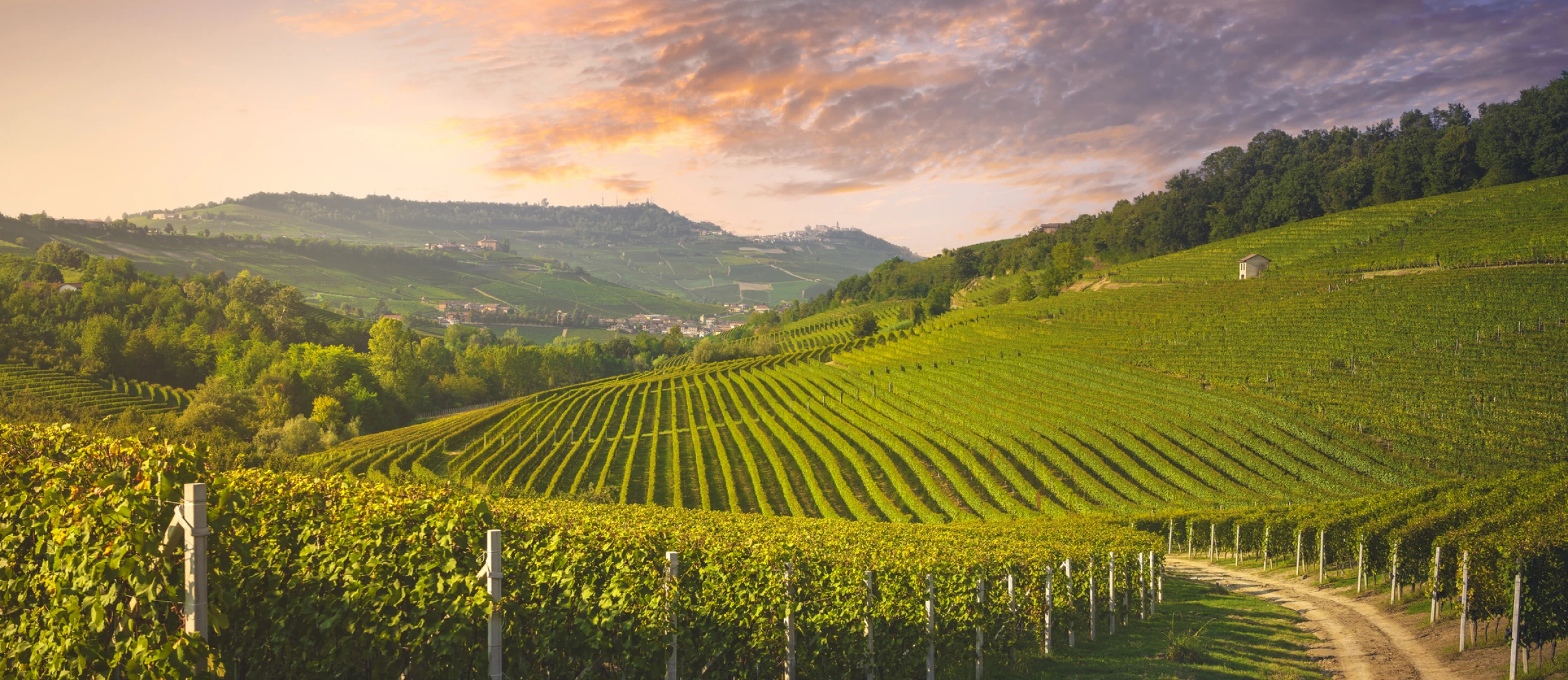 Vineyard at sunset with rolling hills
